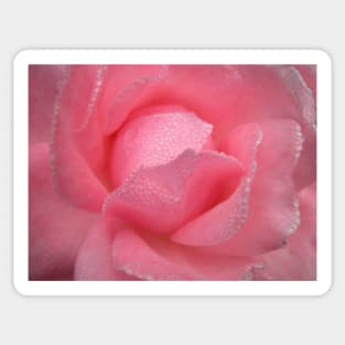 Raindrops Dew on Pink Rose Flower Macro Sticker